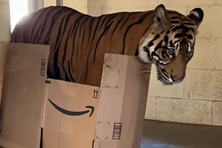 tiger